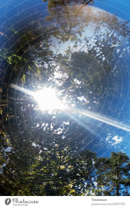 Blauer Himmel Umwelt Natur Pflanze Sonnenlicht Herbst Schönes Wetter Baum Wald leuchten hell blau braun grün Blatt Farbfoto Außenaufnahme Menschenleer Tag Licht