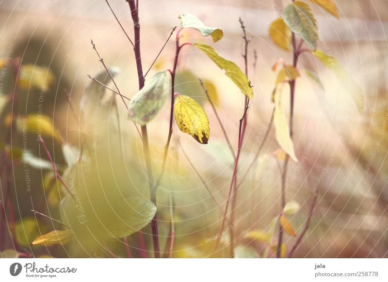 sowas wie frühling. Umwelt Natur Pflanze Sträucher Blatt ästhetisch natürlich gelb grün Zweig Farbfoto Außenaufnahme Menschenleer Tag