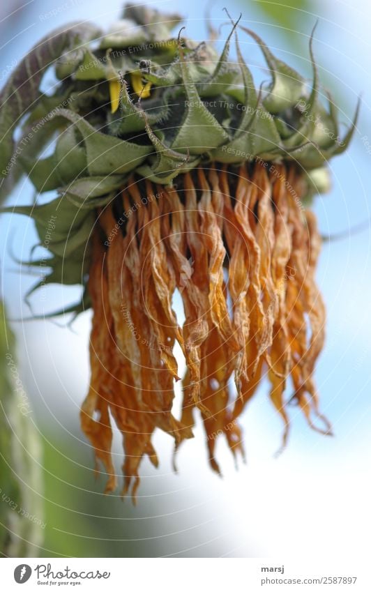 Plötzlich alt Natur Pflanze Sommer Blume Sonnenblume hängen verblüht außergewöhnlich natürlich Traurigkeit Trauer Tod vertrocknet trocken Farbfoto