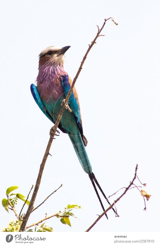 Afrikanischer Vogel Gabelrake Botswana Tier sitzen blau violett Farbfoto mehrfarbig Außenaufnahme Tag Tierporträt Blick nach oben