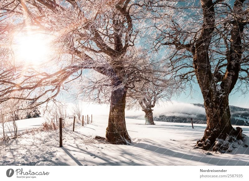 Winter im Schwarzwald Ferien & Urlaub & Reisen Tourismus Ausflug Schnee Winterurlaub wandern Weihnachten & Advent Silvester u. Neujahr Skifahren Natur