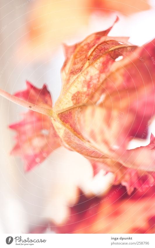 Erleuchtung Umwelt Natur Pflanze Blatt Herbstlaub Jahreszeiten Garten Park außergewöhnlich fantastisch natürlich schön gelb rot Gefühle Stimmung Kraft Vertrauen