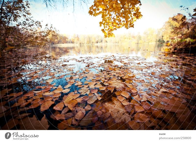 Seeblick Umwelt Natur Landschaft Pflanze Herbst Klima Wetter Schönes Wetter Seeufer authentisch schön gelb Wasser Wasseroberfläche Baum Blatt Herbstlaub