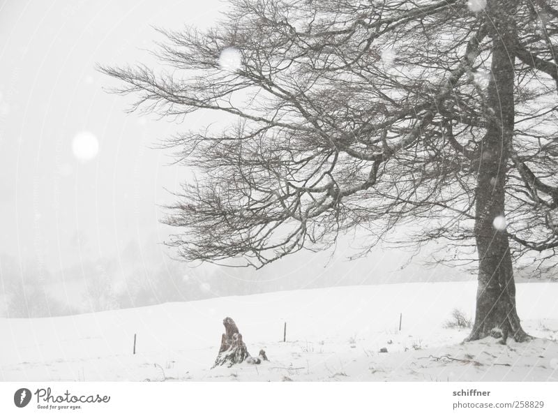 Baumloben | halber Baum Umwelt Natur Landschaft Winter schlechtes Wetter Eis Frost Schnee Schneefall Pflanze kalt weiß Schneeflocke Schneelandschaft Baumstamm