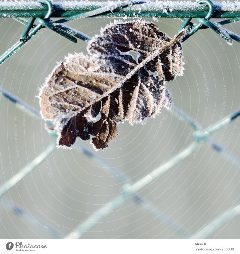 Kalt Winter Eis Frost Blatt kalt Zaun Maschendrahtzaun Blattadern Farbfoto Gedeckte Farben Außenaufnahme Nahaufnahme Strukturen & Formen Menschenleer