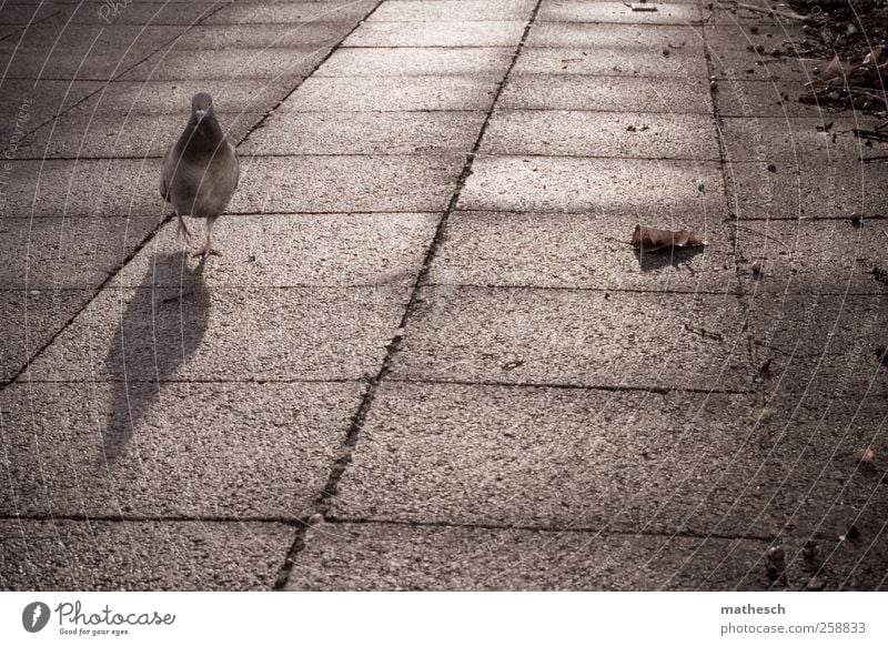 wird die zeit wirklich durch die sekunden zerteilt? Blatt Platz Tier Taube 1 gehen trist braun Einsamkeit Stadt Farbfoto Gedeckte Farben Außenaufnahme