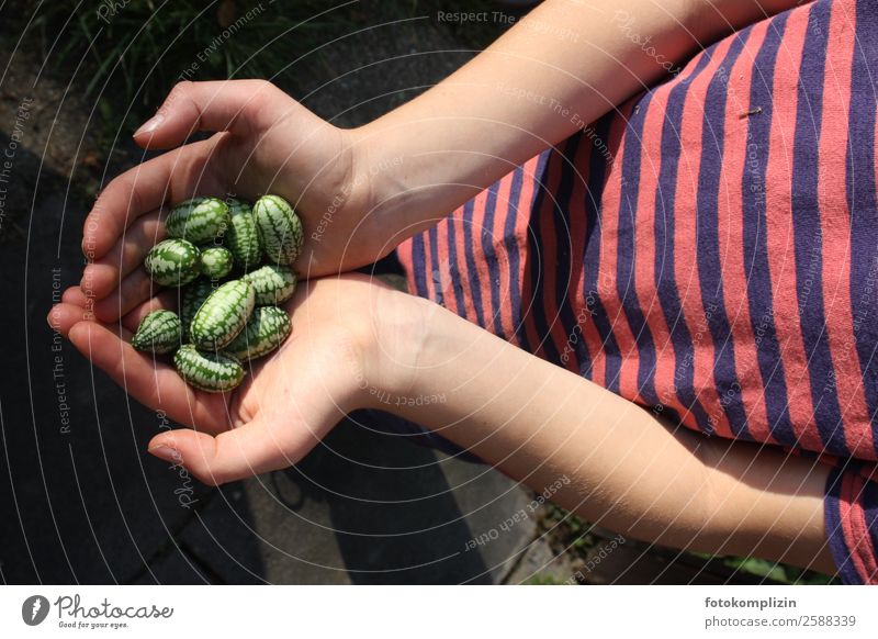 ernte Lebensmittel Frucht Melonen Gurke Kind Hand Essen füttern exotisch natürlich Zufriedenheit Appetit & Hunger Gesundheit Kindheit rein festhalten Sammlung