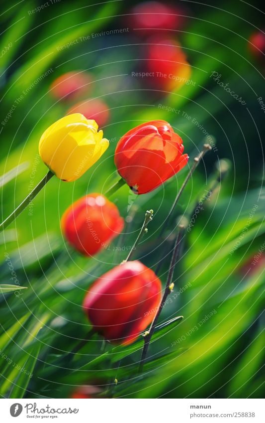 Tulpenfrühling Natur Frühling Pflanze Blume Blatt Blüte Frühlingsblume authentisch natürlich Farbfoto Außenaufnahme Menschenleer Textfreiraum oben