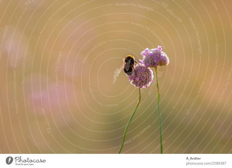 Hummel bei der Arbeit Wildtier Biene 1 Tier braun mehrfarbig gelb grün violett orange rosa weiß Unschärfe Farbfoto Außenaufnahme Textfreiraum links