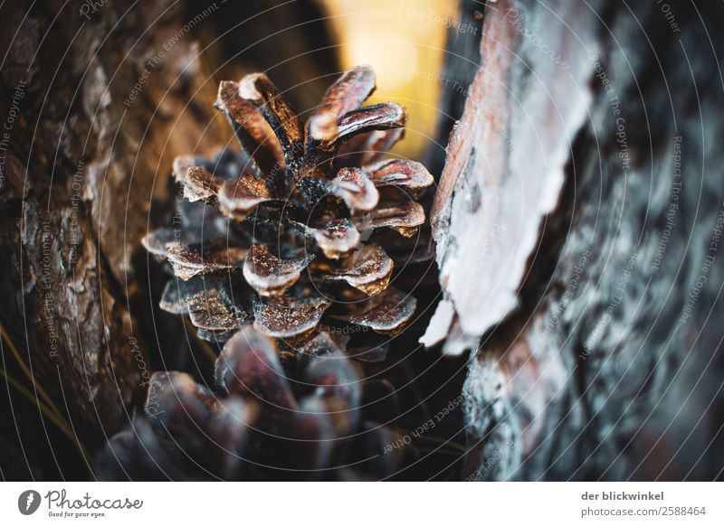 Der Herbst und seine Früchtchen XXI Natur Pflanze Baum Wald ästhetisch Gefühle Kraft Farbfoto Außenaufnahme Menschenleer Textfreiraum rechts Tag Unschärfe