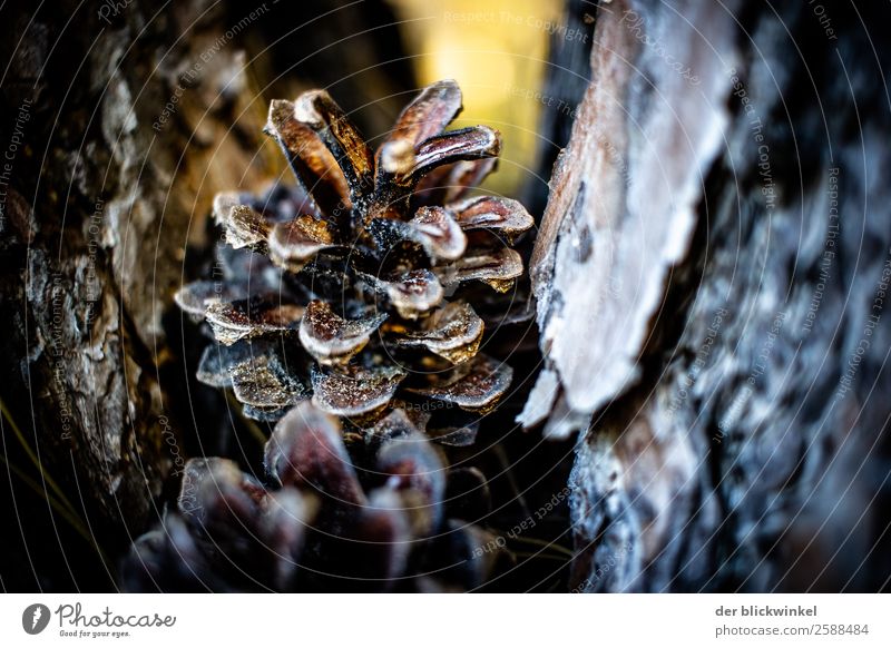 Der Herbst und seine Früchtchen XIX Kiefer Zapfen Natur monoton Nahaufnahme