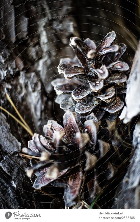 Der Herbst und seine Früchtchen XXVI Kiefernzapfen Natur Detail Nahaufnahme Ton in Ton