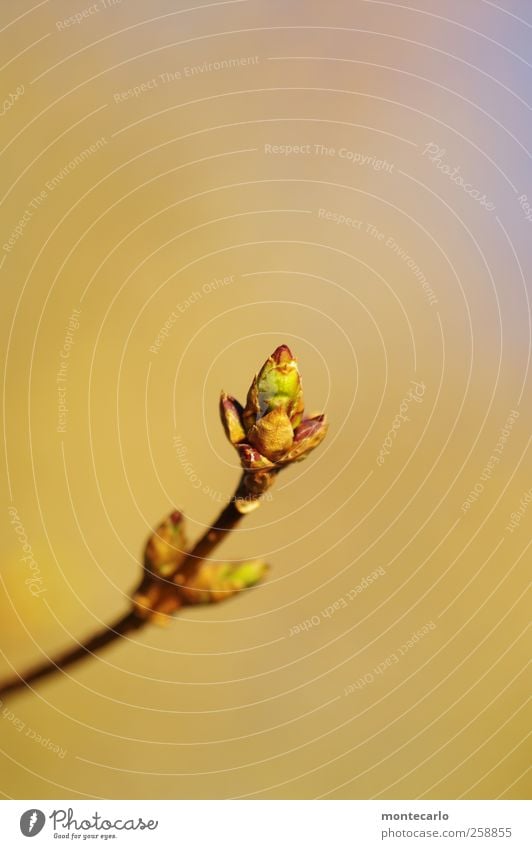 Januar... Umwelt Natur Pflanze Winter Schönes Wetter Sträucher Blüte Grünpflanze Park ästhetisch dünn authentisch wild blau braun mehrfarbig gelb gold grün