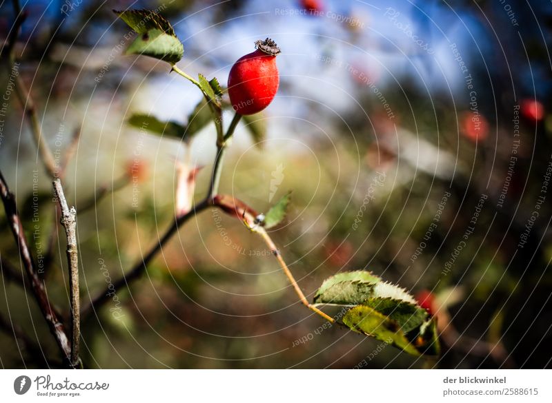 Der Herbst und seine Früchtchen XXV Hagebutten Sträucher Schwache Tiefenschärfe Scharfer Gegenstand Nahaufnahme Stimmung Natur