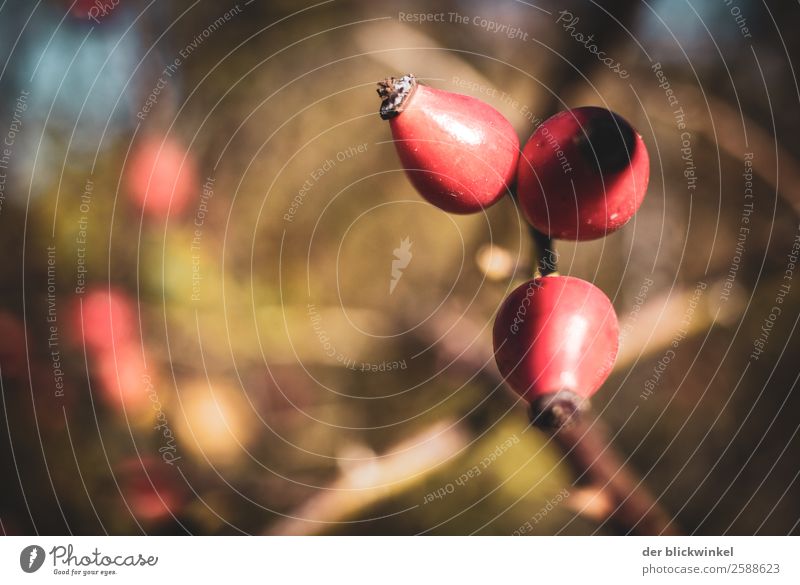 Der Herbst und seine Früchtchen IV Umwelt Natur Pflanze Schönes Wetter Gefühle Stimmung Zufriedenheit Vorsicht Gelassenheit ruhig vernünftig klug herbstlich