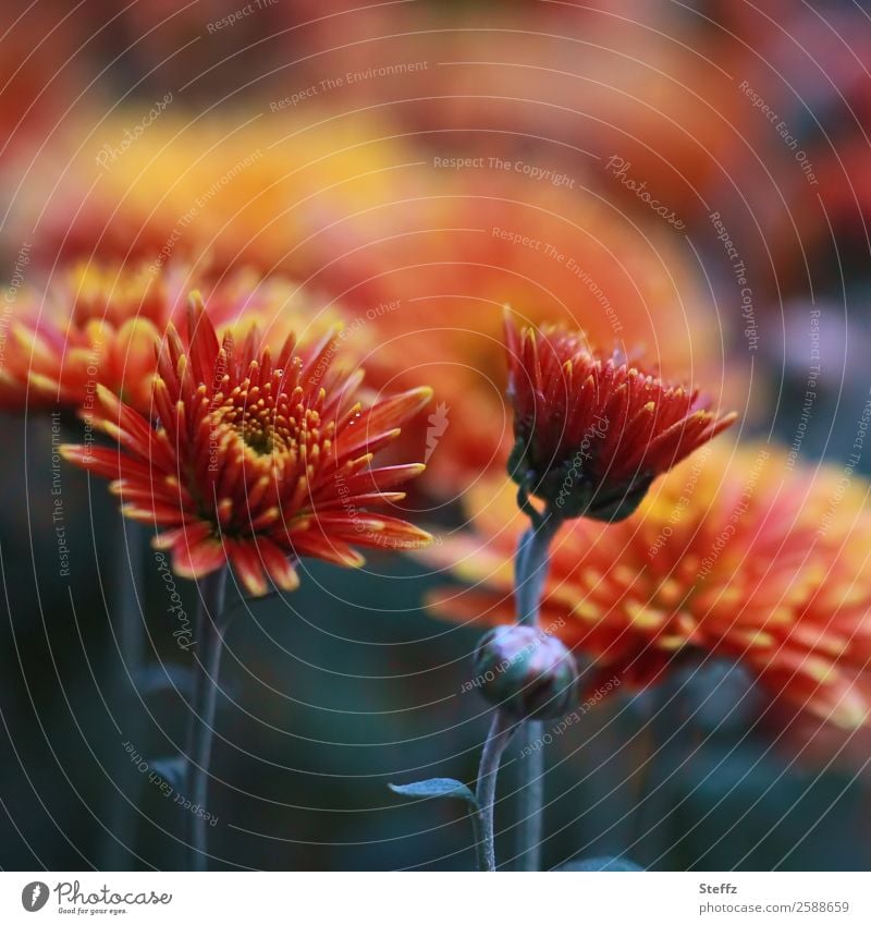 Winterastern Garten-Chrysanthemen Chrysanthemum Asteraceae Blumen Herbstblumen blühende Herbstblumen Herbstblüten Blütenstauden Gartenpflanzen herbstlich