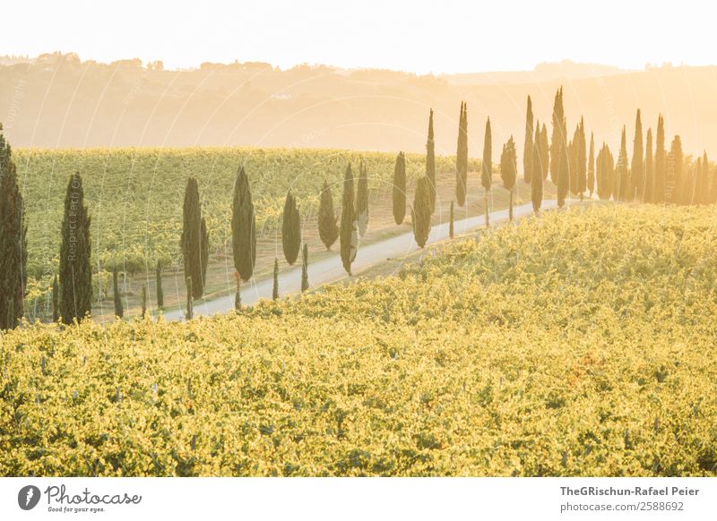 Toskana Natur Landschaft gelb gold grün Italien Allee Straße Wege & Pfade Kies Weinberg Gegenlicht Stimmung Sonnenuntergang Ferien & Urlaub & Reisen Farbfoto