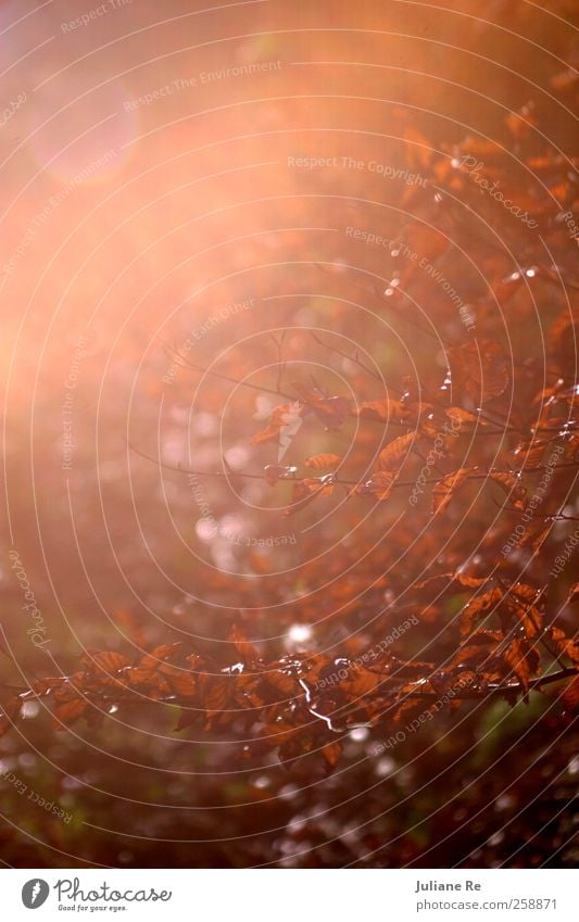 Winter | Sonne harmonisch Wohlgefühl Sinnesorgane Erholung ruhig Natur Pflanze Schönes Wetter Baum Blatt Wald Bewegung genießen leuchten verblüht dehydrieren