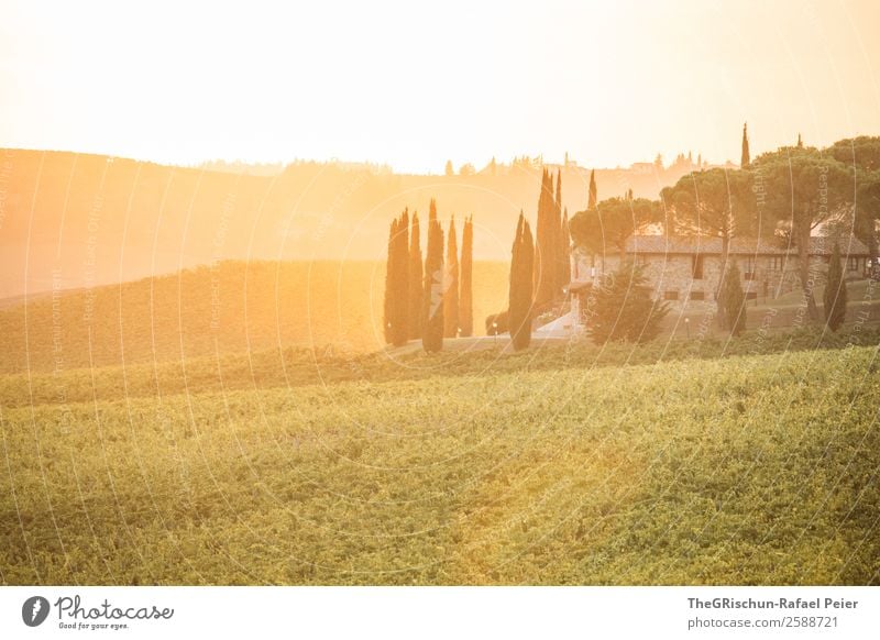 Anwesen Landschaft gelb gold orange Sonnenuntergang Stimmung Haus Ferien & Urlaub & Reisen Wein Gegenlicht Toskana Hügel niedlich Italien Zypresse Farbfoto