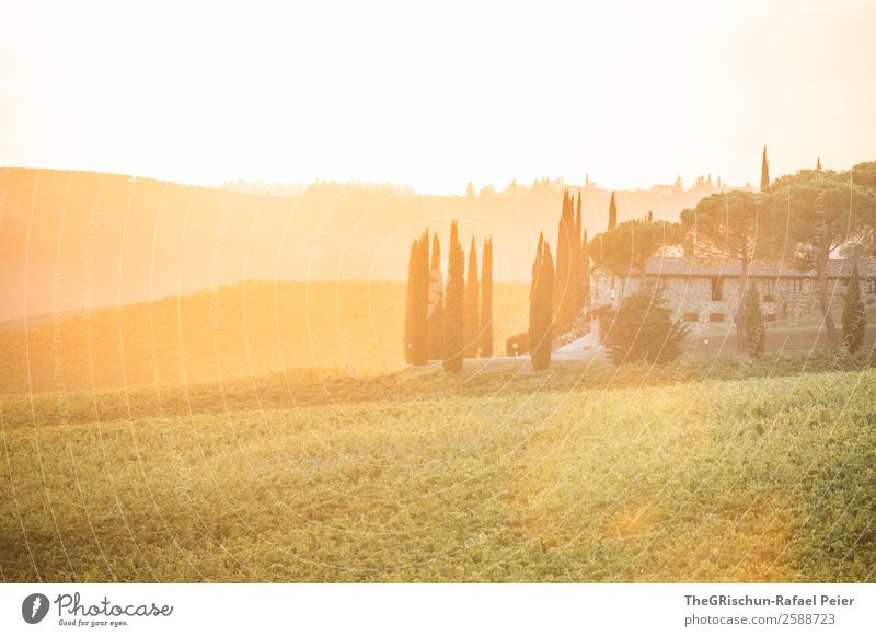 Dream Natur Landschaft braun gelb gold grün orange Wein Gegenlicht Wärme Sonnenuntergang Haus Anwesen Zypresse hell Herbst Stimmung Farbfoto Außenaufnahme