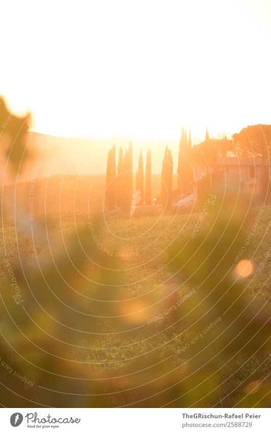 Tuscany-Sunset Natur Landschaft ästhetisch Toskana Wein Italien Reisefotografie Ferien & Urlaub & Reisen Erholung Sonnenuntergang Gegenlicht Weintrauben