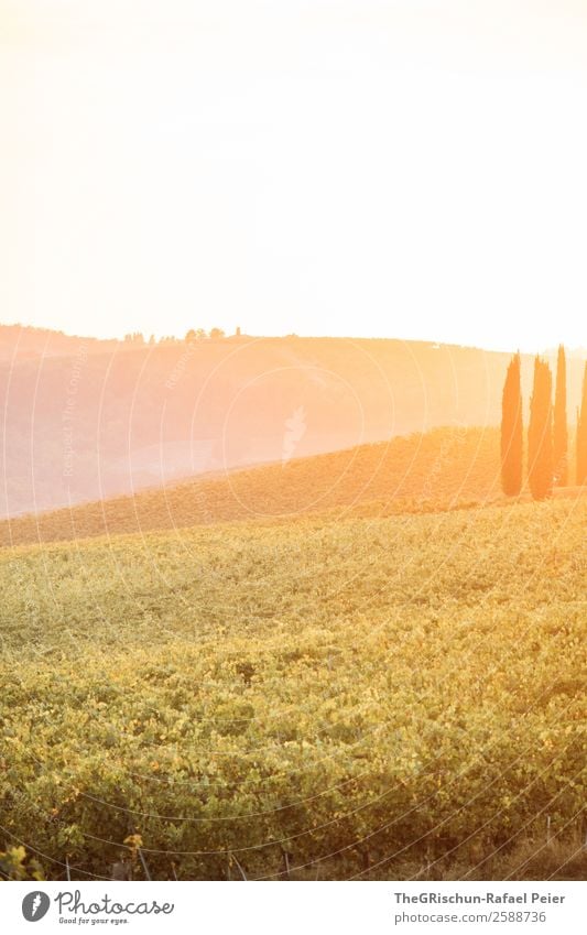 Toskana Natur gelb gold orange Sonnenuntergang Zypresse Weinberg Hügel Landschaft Italien Reisefotografie Romantik Stimmung Gegenlicht Sonnenstrahlen Wärme