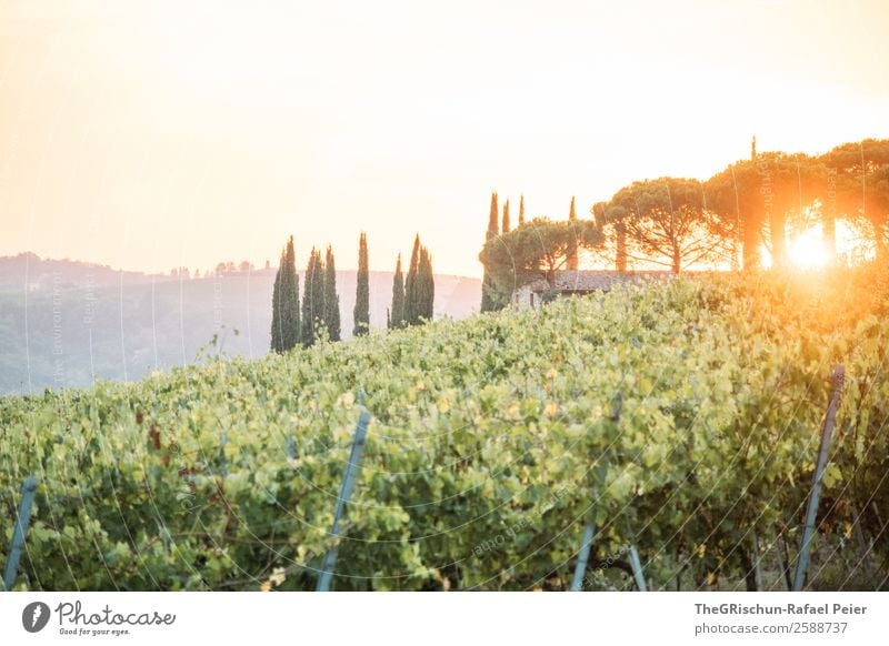 sonnenstrahlen Natur gelb gold grün orange Weinberg Hügel Landschaft Sonnenuntergang Sonnenstrahlen Zypresse Toskana Italien Farbfoto Menschenleer