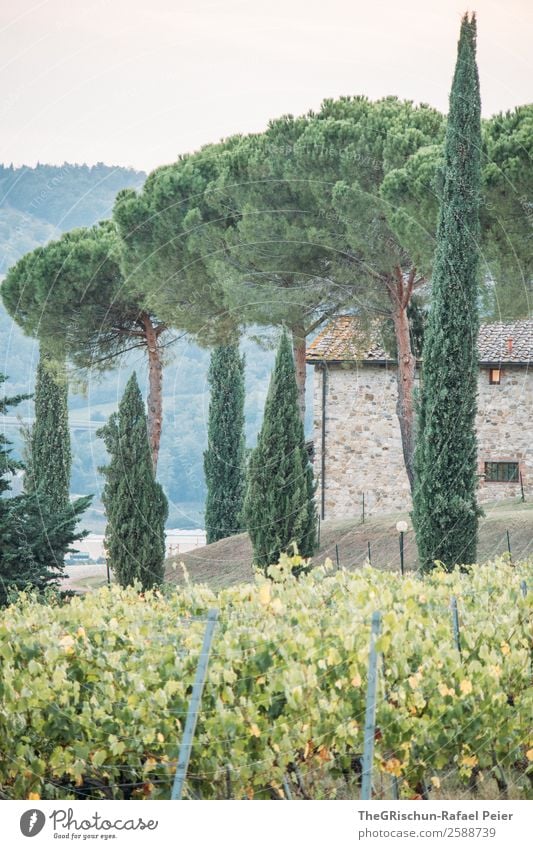 Allee Natur grün Zypresse Haus Ferien & Urlaub & Reisen Erholung Wein Weinberg Baum Italien Toskana Hügel Farbfoto Außenaufnahme Menschenleer Textfreiraum unten