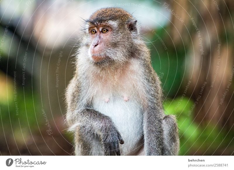 in freiheit leben | FERNWEH Ferien & Urlaub & Reisen Tourismus Ausflug Abenteuer Ferne Freiheit Urwald Wildtier Tiergesicht Fell Affen longtail makaken 1