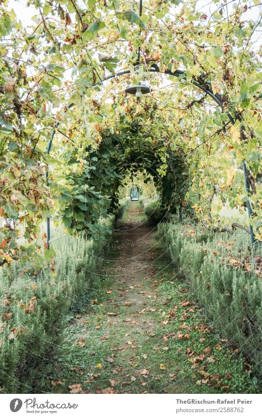 Allee Natur grün Garten Tunnelblick Bogen Perspektive rund Wege & Pfade ruhig Erholung Pause Farbfoto Außenaufnahme Menschenleer Textfreiraum unten