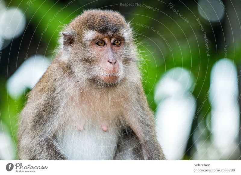 ernsthaft niedlich Gelassenheit Cool nachdenklich entspannt lässig Abenteuer Ferne Freiheit Tourismus Ausflug Wildtier Umweltschutz Asien beeindruckend