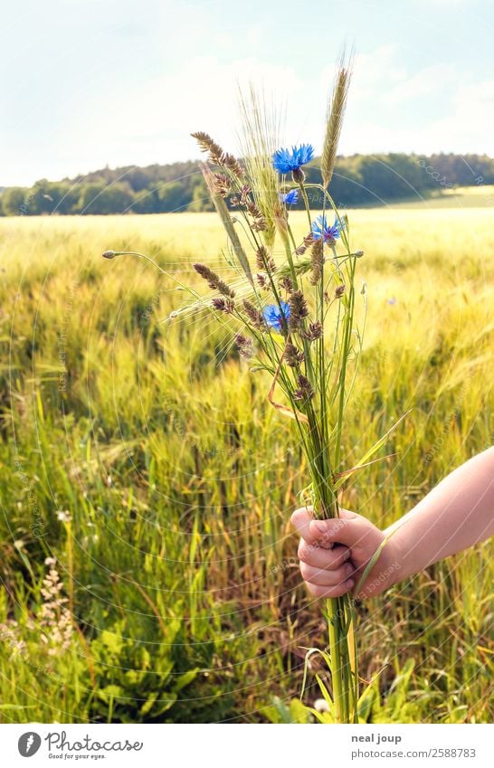 See you next summer Arme Hand 8-13 Jahre Kind Kindheit Natur Landschaft Pflanze Blüte Wildpflanze Kornblume Kornfeld Feld ästhetisch Freundlichkeit schön