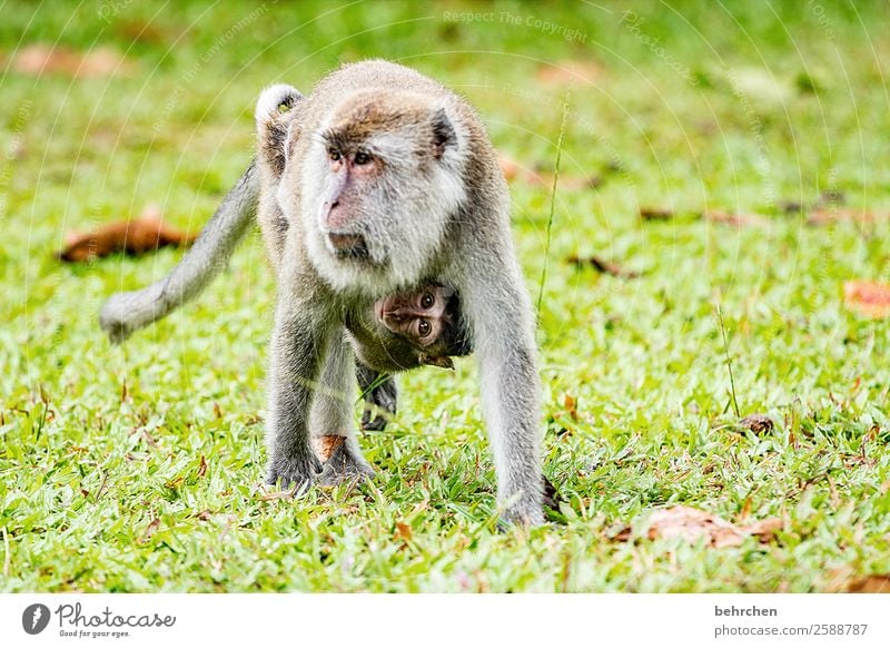 emotion | mutterliebe...vertrauen und beschützen Ferien & Urlaub & Reisen Tourismus Ausflug Abenteuer Ferne Freiheit Wildtier Tiergesicht Fell Affen