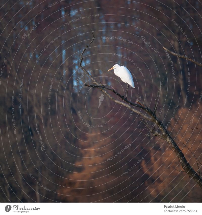 Beziehungsstress Umwelt Natur Landschaft Pflanze Urelemente Wald Tier Wildtier Vogel 1 beobachten Kommunizieren sitzen warten dunkel dünn hoch Stimmung Reiher