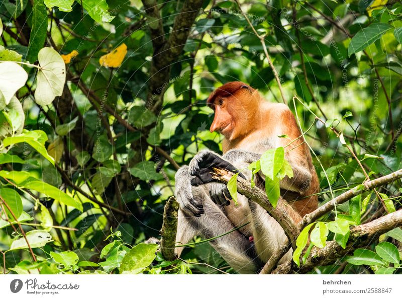 gelassenheit Ferien & Urlaub & Reisen Tourismus Ausflug Abenteuer Ferne Freiheit Natur Landschaft Baum Urwald Wildtier Tiergesicht Fell Affen nasenaffe 1