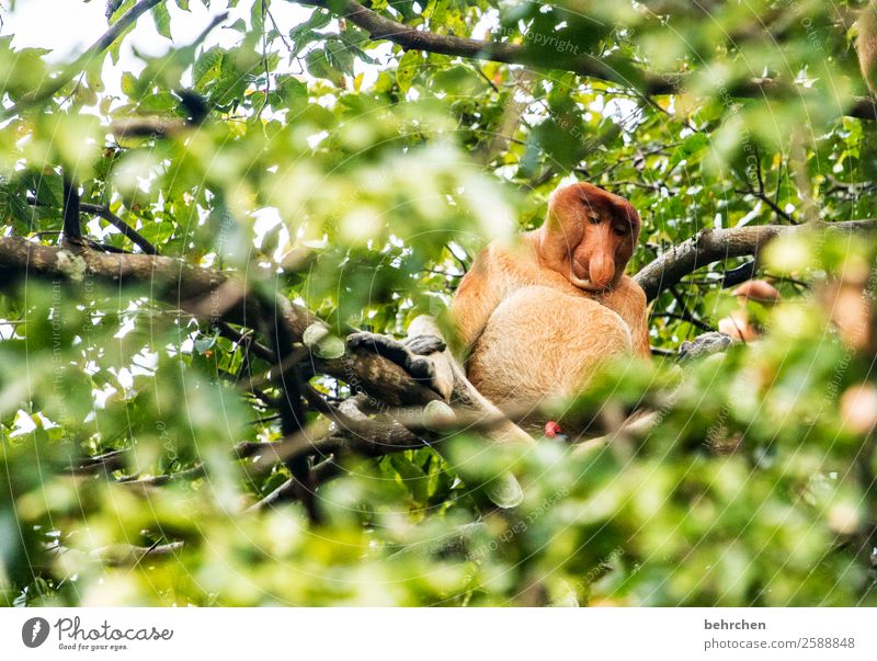 gut ausgestattet zum BETTHUPFERLn Ferien & Urlaub & Reisen Tourismus Ausflug Abenteuer Ferne Freiheit Urwald Wildtier Tiergesicht Fell Affen nasenaffe Erholung