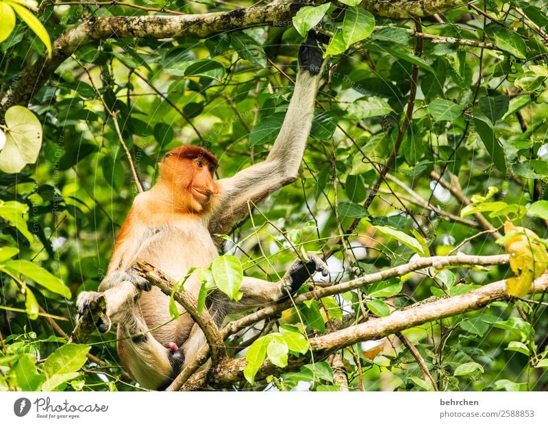 emotion | ein lächeln am morgen... Ferien & Urlaub & Reisen Tourismus Ausflug Abenteuer Ferne Freiheit Natur Baum Urwald Wildtier Tiergesicht Fell Affen