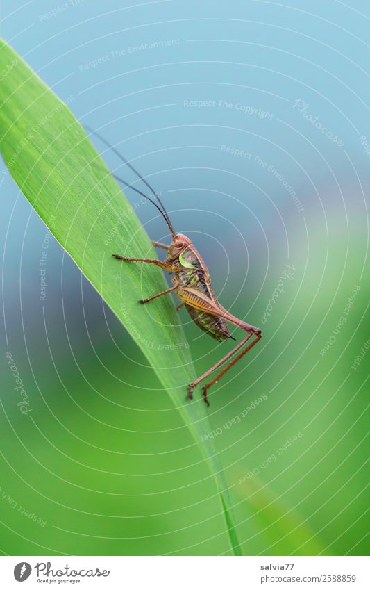 Hüpfer Umwelt Natur Sommer Pflanze Blatt Wiese Feld Tier Wildtier Steppengrashüpfer Langfühlerschrecke Insekt 1 blau grün Blick nach oben aufwärts Farbfoto