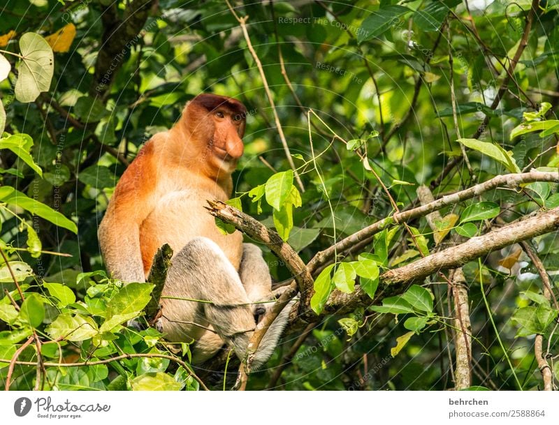 probier's mal mit gemütlichkeit... Ferien & Urlaub & Reisen Tourismus Ausflug Abenteuer Ferne Freiheit Natur Baum Blatt Urwald Wildtier Tiergesicht Fell Affen