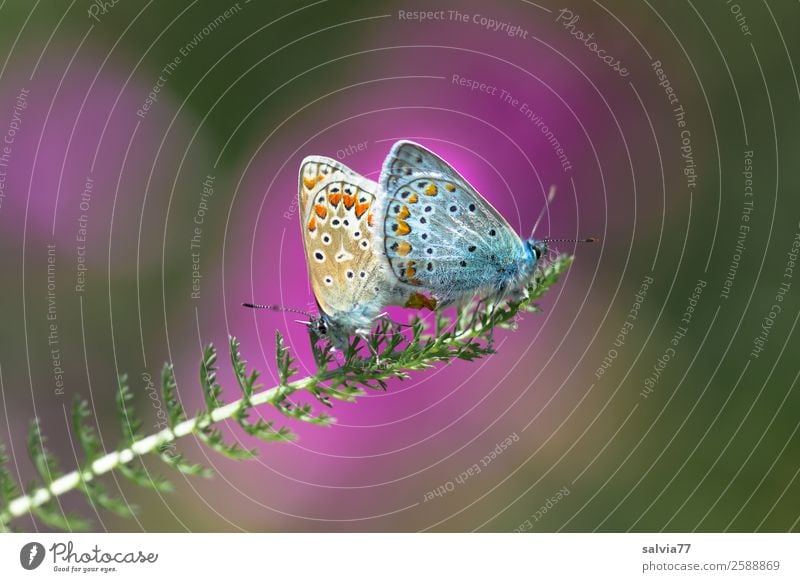 Bläulingspaar Umwelt Natur Sommer Pflanze Blatt Wildpflanze Gewöhnliche Schafgarbe Tier Schmetterling Flügel Bläulinge Insekt 2 genießen Liebe Glück Sex