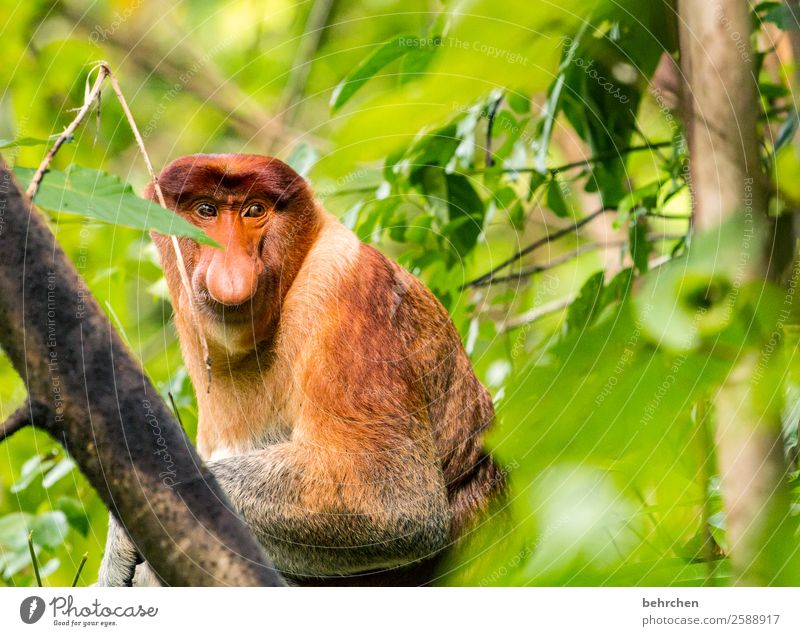 die nase eines mannes Ferien & Urlaub & Reisen Tourismus Ausflug Abenteuer Ferne Freiheit Baum Blatt Urwald Wildtier Tiergesicht Fell Affen nasenaffe