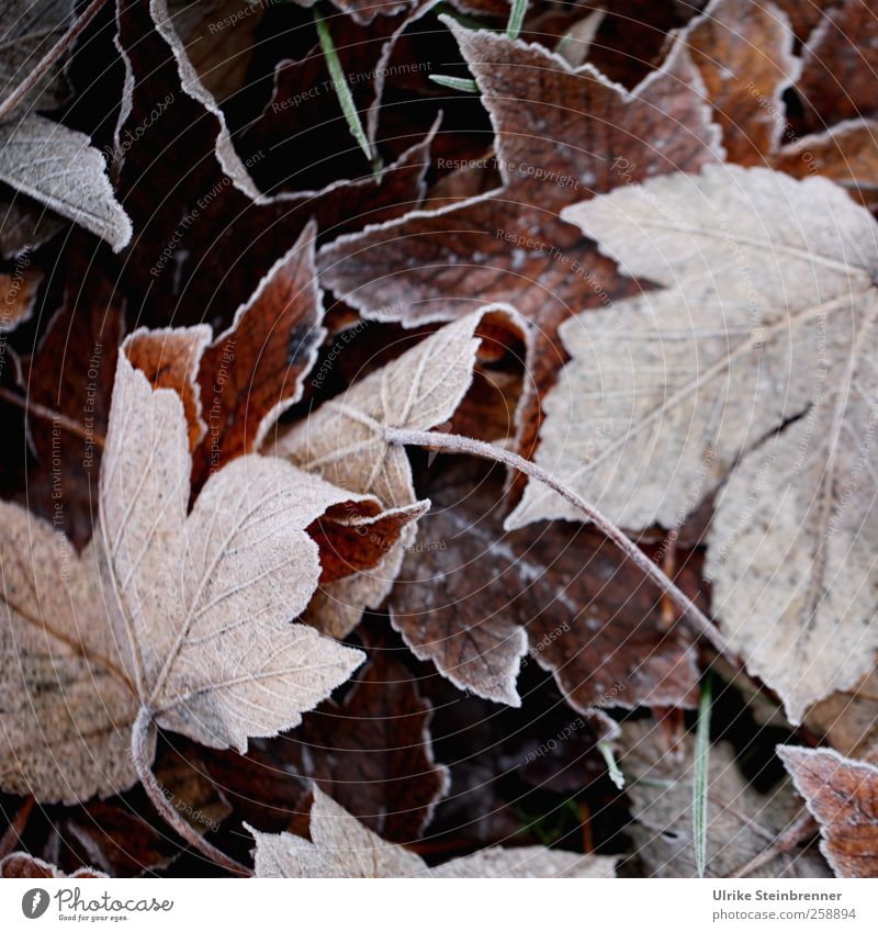 Blattwerk 1 Umwelt Natur Pflanze Winter Wetter Eis Frost Wildpflanze Herbstlaub Wiese Feld frieren liegen dehydrieren kalt nachhaltig natürlich braun Ende