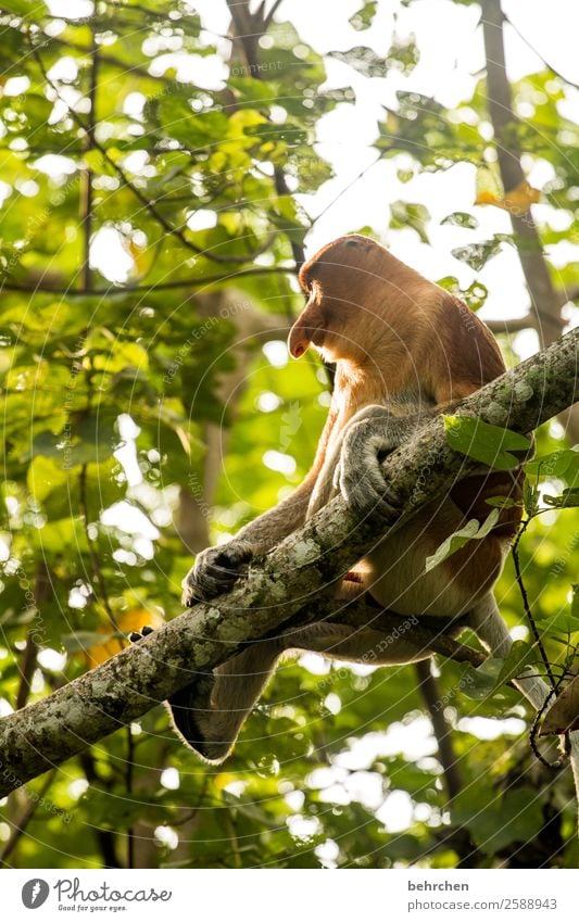 objektiv | es kommt doch auf die größe an! Tierporträt Sonnenlicht Gegenlicht Kontrast Licht Tag Außenaufnahme Farbfoto gemütlich Tierschutz Umweltschutz