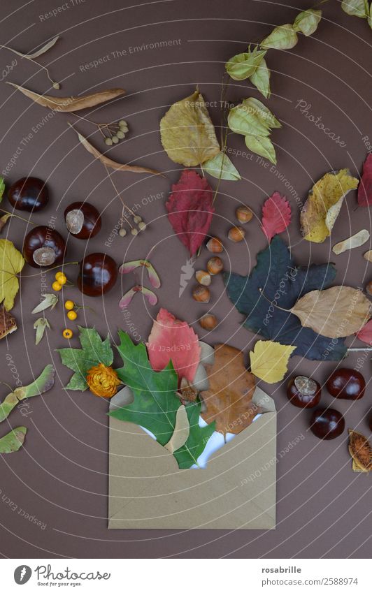 herbstliche Grüße mit Briefumschlag, Blättern und Früchten Ferien & Urlaub & Reisen Urlaubsgrüße Erntedankfest Umwelt Natur Herbst Pflanze Blume Blatt Blüte