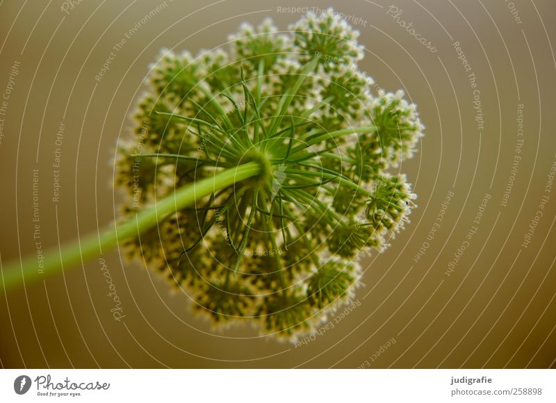 Wiese Umwelt Natur Pflanze Blume Blüte Wildpflanze Garten Wachstum natürlich schön grün zart Farbfoto Außenaufnahme Detailaufnahme