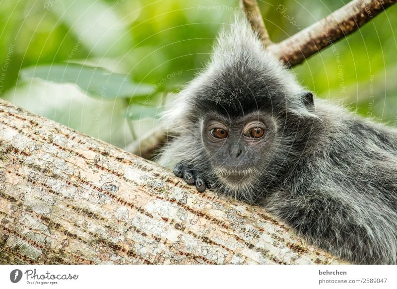 sturmfrisur Ferien & Urlaub & Reisen Tourismus Ausflug Abenteuer Ferne Freiheit Urwald Wildtier Tiergesicht Fell Affen languren träumen außergewöhnlich exotisch