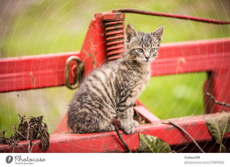 Kätzchen Baby Natur Tier Fell Haustier Katze 1 Tierjunges Neugier grau Wachsamkeit Katzenbaby Säugetier Hauskatze Tigerfellmuster Farbfoto Außenaufnahme