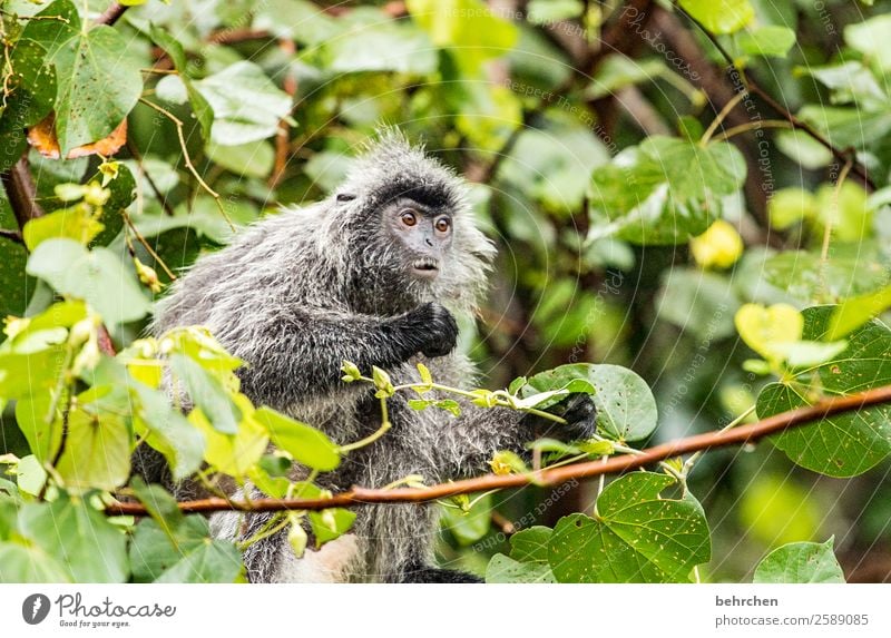 emotion | wat, schon wieder montag??? Ferien & Urlaub & Reisen Tourismus Ausflug Abenteuer Ferne Freiheit Natur Urwald Wildtier Tiergesicht Fell Affen