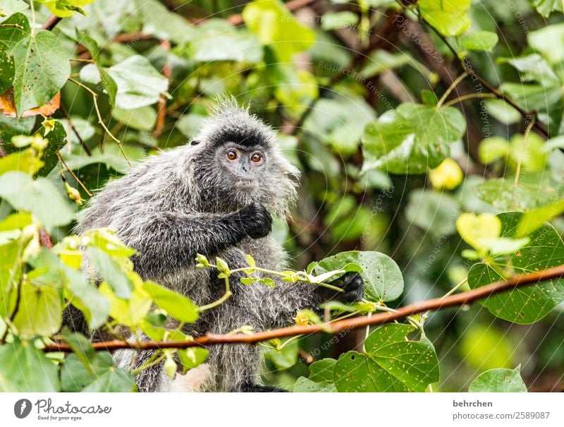 du affe Ferien & Urlaub & Reisen Tourismus Ausflug Abenteuer Ferne Freiheit Urwald Wildtier Tiergesicht Fell Affen languren 1 außergewöhnlich exotisch