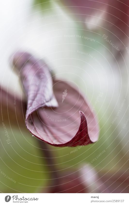 Herbstliche Spitze Natur Pflanze Blatt Hartriegel authentisch elegant kalt natürlich beweglich Traurigkeit Unlust Enttäuschung Ende Leben Vergänglichkeit